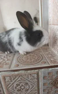 خرگوش