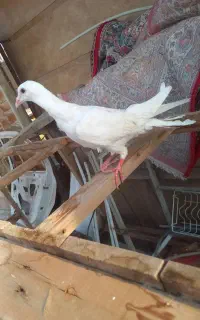 کفتر هفت رنگ کله دوم سفید