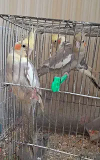 عروس هلندی