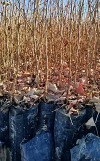 نهال پسته یکساله