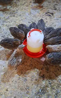 بلدرچین بالغ