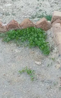 زمین برای گوجه کاری شراکتی