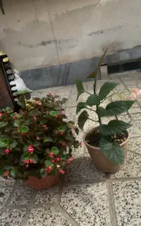 گل های طبیعی