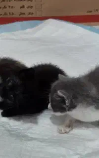 واگذاری بچه گربه رایگان