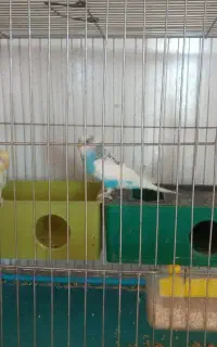 مرغ عشق