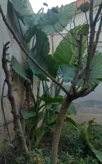 درختچه بابا آدم