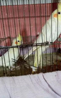 عروس هلندی جوانه