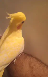 پرنده