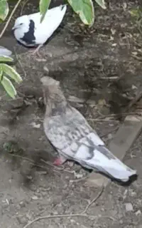 کفتر گمشده
