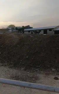 کود حیوانی