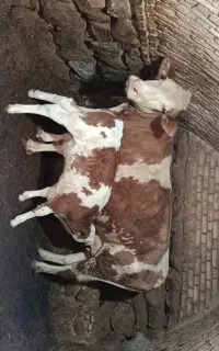 فروش گاو