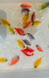 ماهی کالرویدو رنگی