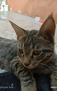 گربه