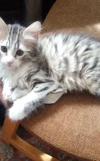 واگذاری بچه گربه