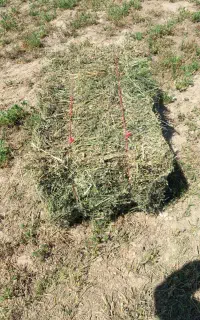 یونجه چین سه