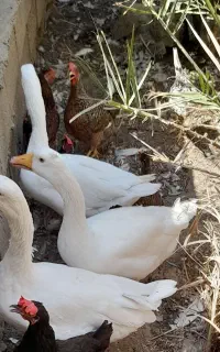 غاز سالم وسرحال
