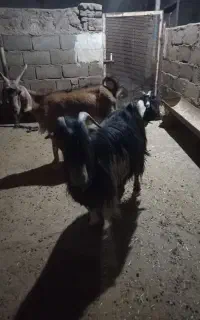 گوسفند