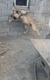 سگ نگهبان