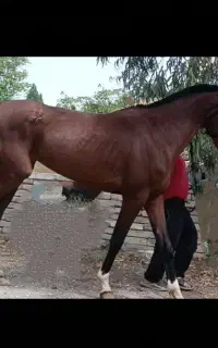 مادیان دوخون