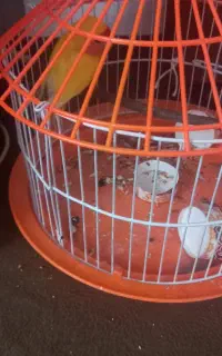 پرنده طوطی ماده