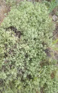 ازبوهوابیشان.چای۰کوهی
