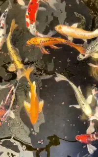 فروش زیر قیمت انواع نژاد ماهی کوی بدلیل تعمیرات