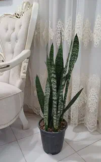 سانسوریا و پتوس