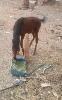 کره اسب