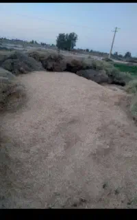 کاه‌گندم‌امسالی