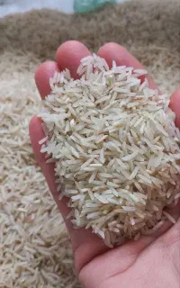 برنج فجر