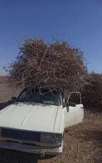 زغال کبابی زغال پسته