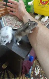 همستر یک جفت