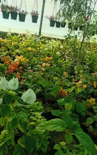 گلسرای ارکیده