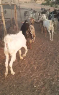 کهره چپش بز رون ۱۰ ماهه