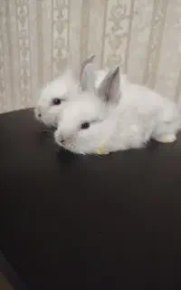 خرگوش