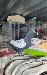 کبوترسینه سیاه ماده و موشی نقره ای