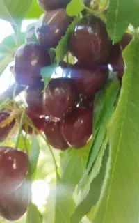 فروش گیلاس تکدانه