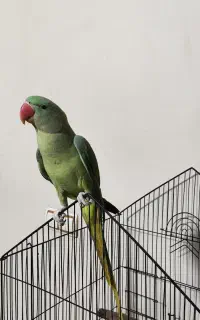 شاه طوطی