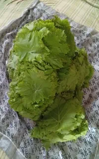 برگ مو برگ انگور برگ دلمه