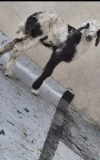 بره شیری آغوز خورده