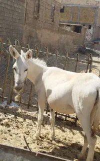 خر 3 سال آبستن، باری، سواری