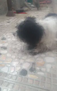 واگذاری سگ