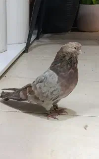 کبوتر سرور