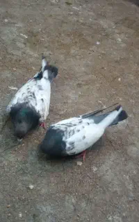 کبوتر‌سینه‌ای