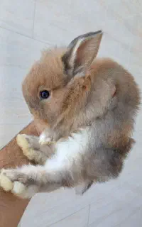 خرگوش لپ ۳۰روزه