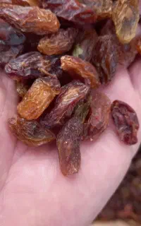 مویز تازه