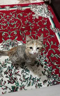 بچه گربه