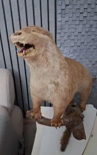 مجسمه سمور آبی