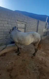 اسب مادیان