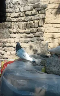 باشی قرمزوباشی گوی